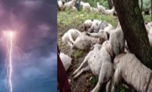 मोरी ब्लाक के चांगसिल बुग्याल में बिजली गिरने से 36 भेड़-बकरियां मर गई