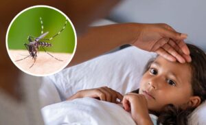 देहरादून डेंगू की रोकथाम के लिए 100 वार्डों के लिए नया प्लान, नोडल अधिकारी होंगे नियुक्त