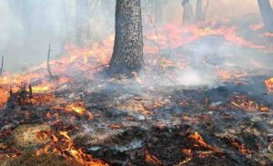 वनों की आग के लिए विभागीय मंत्री जिम्मेदार – रघुनाथ सिंह नेगी