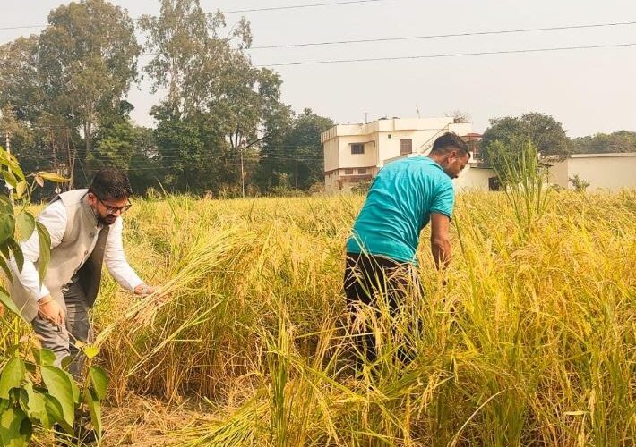 मुख्‍य विकास अधिकारी ने धान की फसल कटाई प्रयोग का किया निरीक्षण।