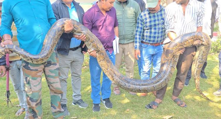 काशीपुर में पकड़ा गया विशालकाय अजगर, सुरक्षित रेस्क्यू कर जंगल में छोडा