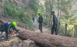 अनुसूया मंदिर पैदल मार्ग पर गिरा विशालकाय पेड़