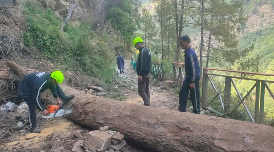 अनुसूया मंदिर पैदल मार्ग पर गिरा विशालकाय पेड़